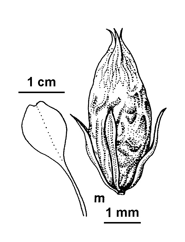 Amaranthus macrocarpus (hero image)