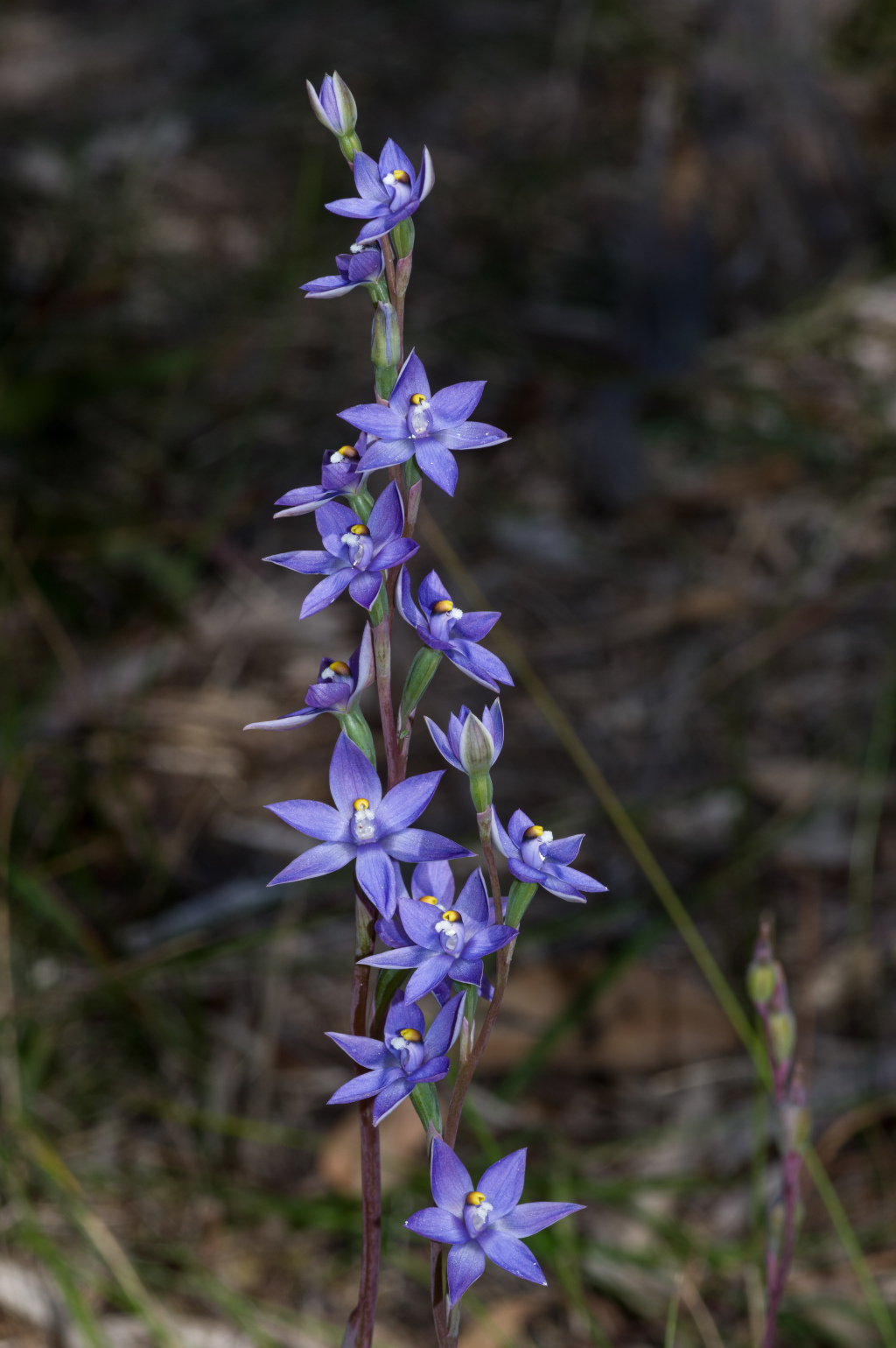 Thelymitra arenaria (hero image)