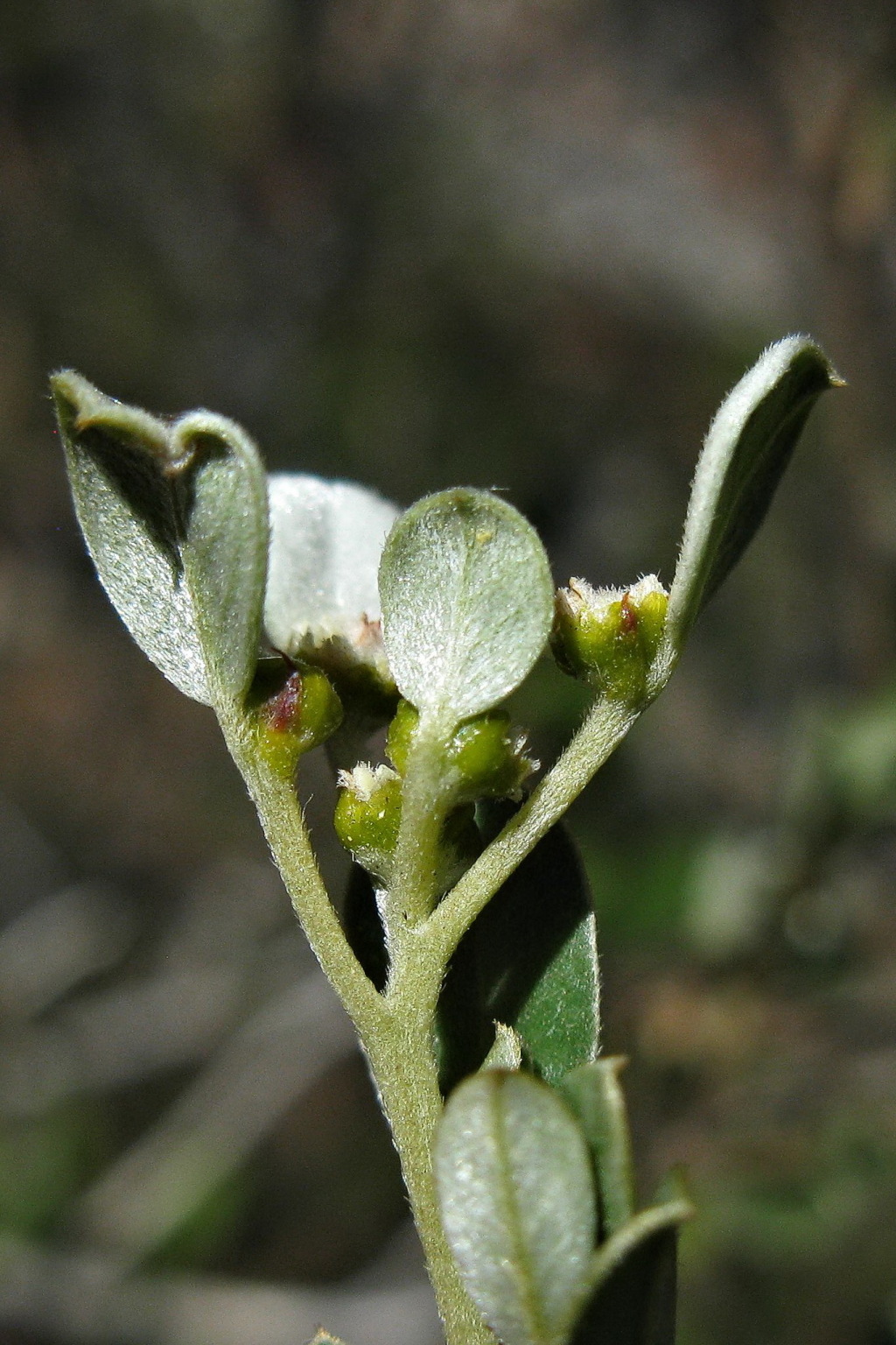 Spyridium nitidum (hero image)