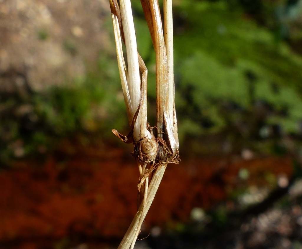 Juncus bulbosus (hero image)