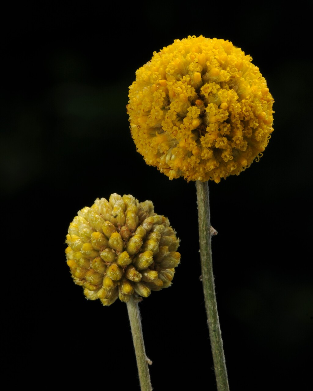 Pycnosorus globosus (hero image)