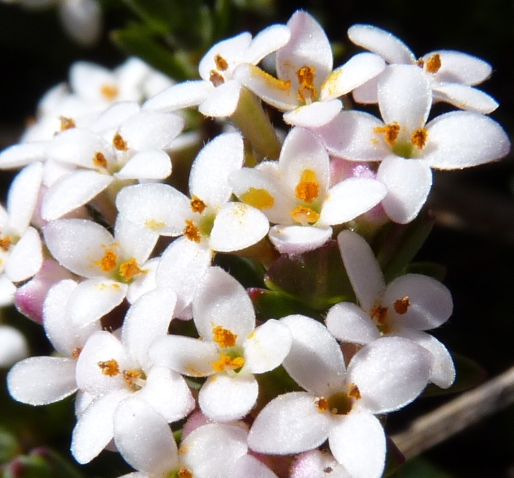 Pimelea alpina (hero image)