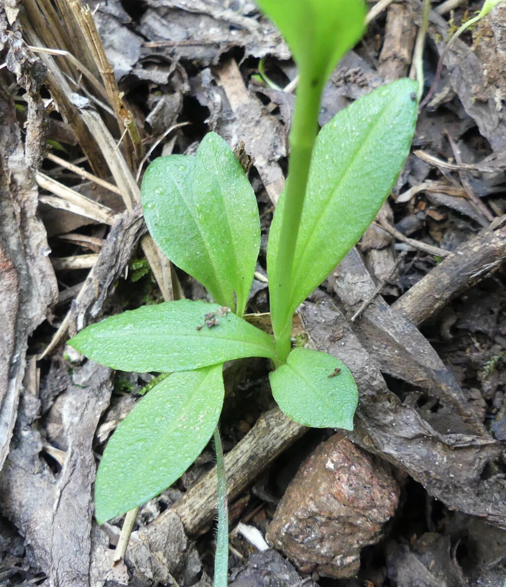 Pterostylis monticola (hero image)