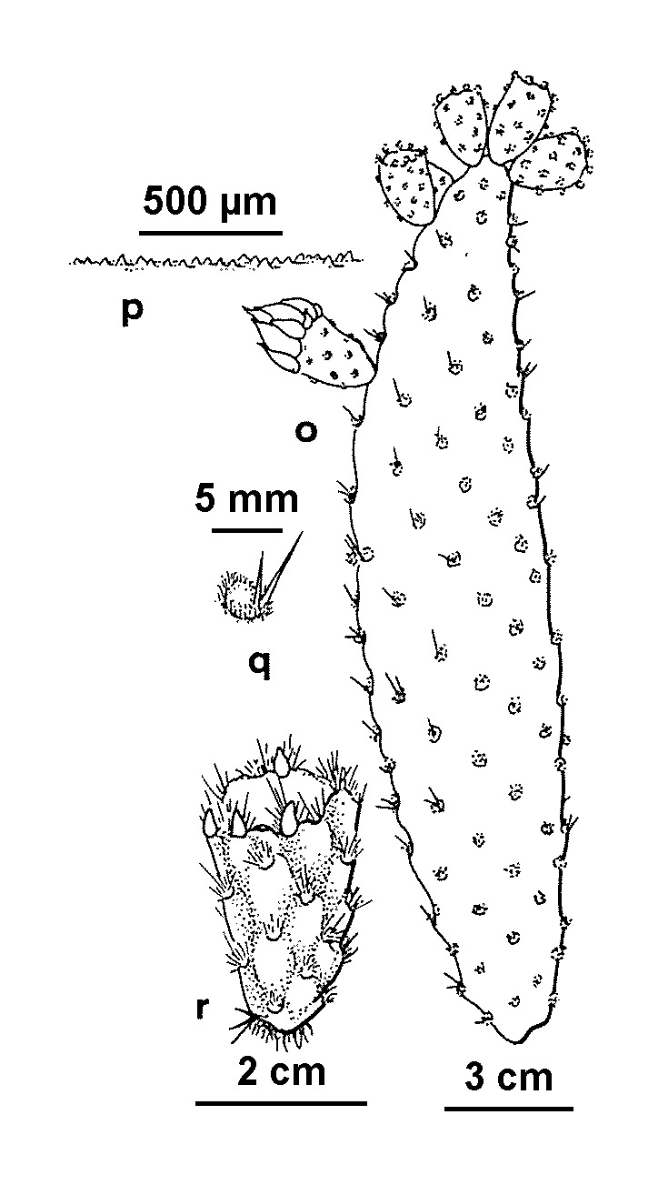 Opuntia leoglossa (hero image)