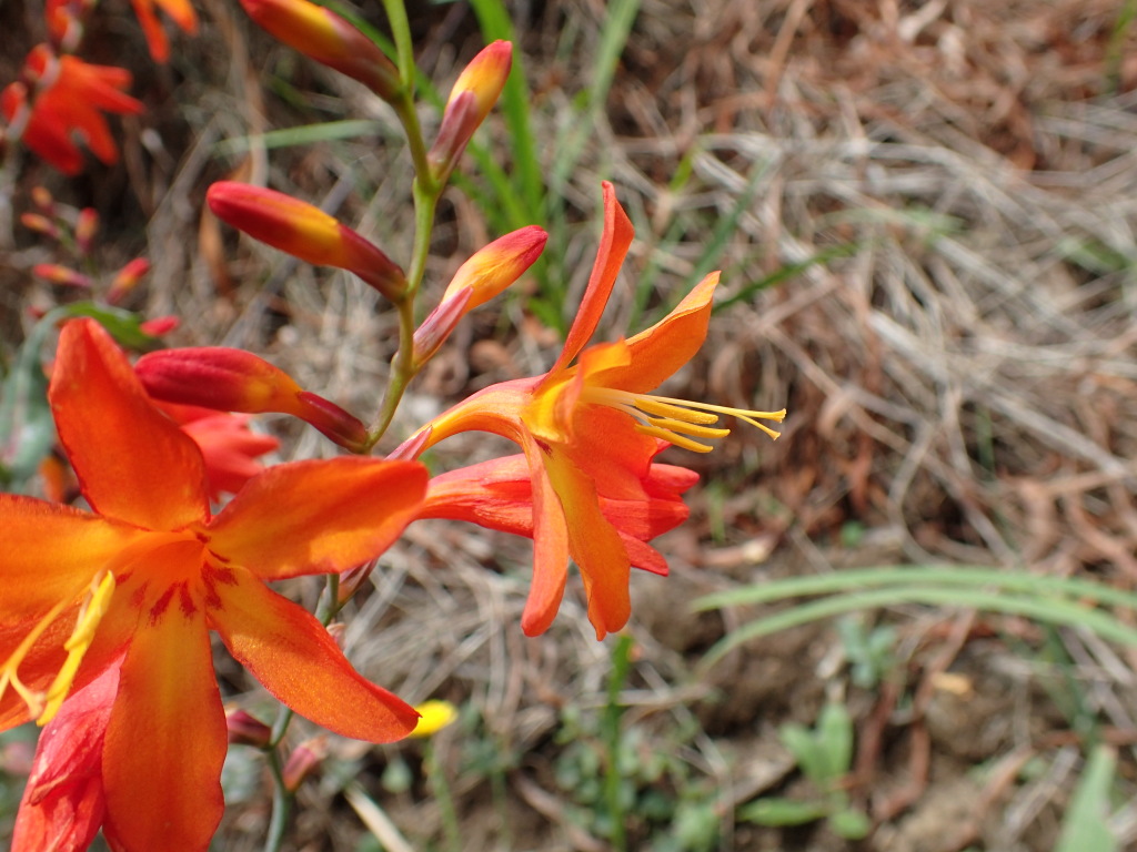 Crocosmia (hero image)