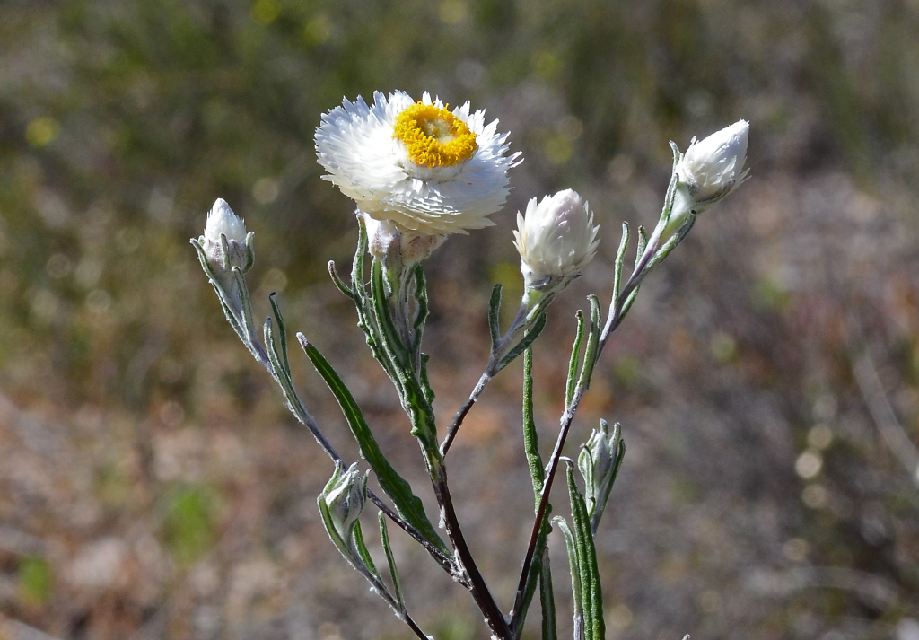 Helichrysum (hero image)