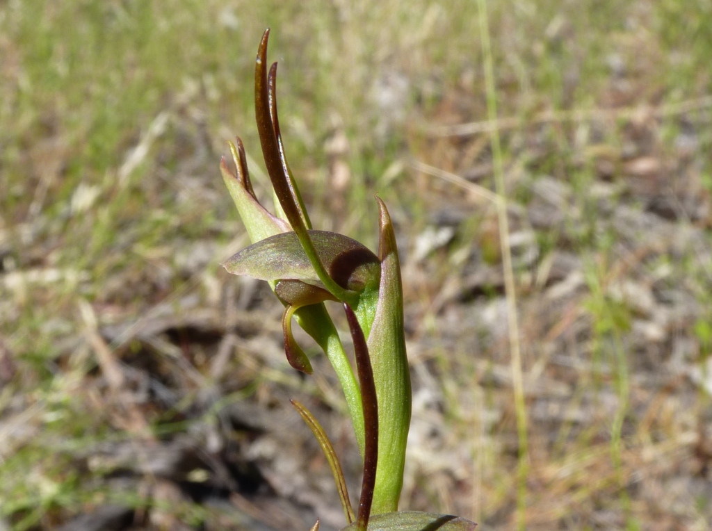 Orthoceras strictum (hero image)