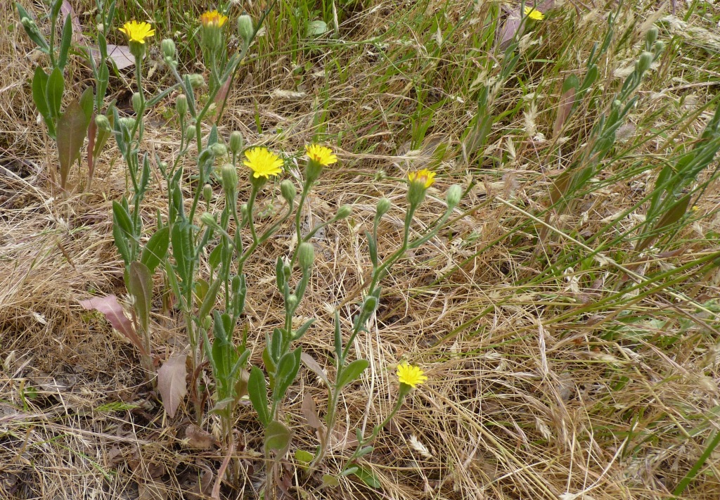 Crepis setosa (hero image)