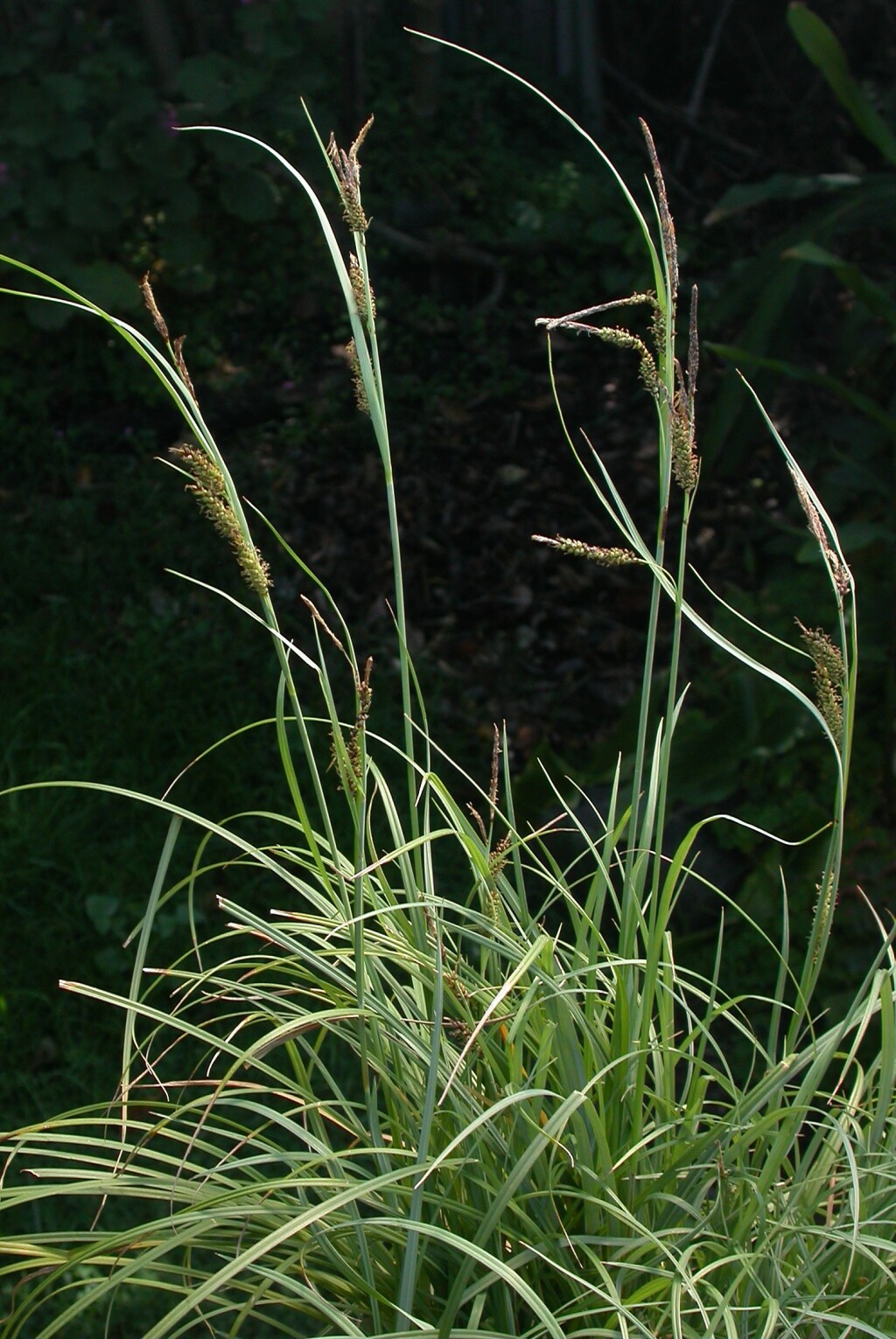 Carex flacca (hero image)