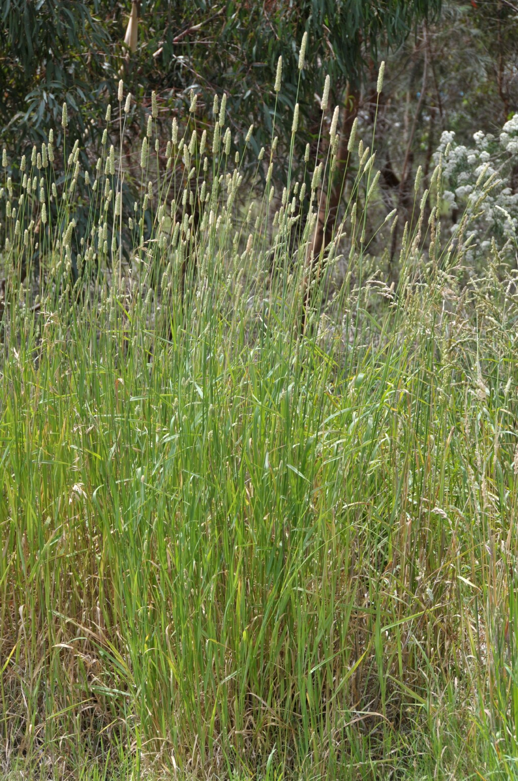 Phalaris aquatica (hero image)