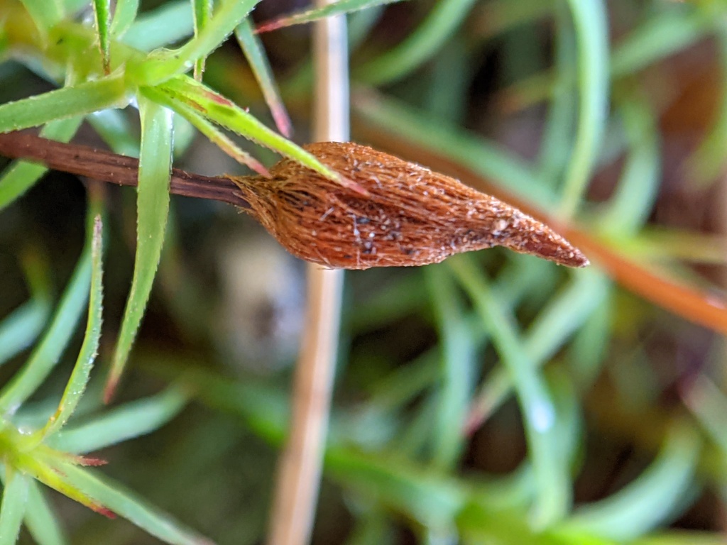 Polytrichastrum (hero image)