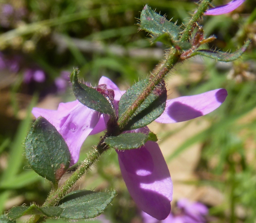 Tetratheca ciliata (hero image)