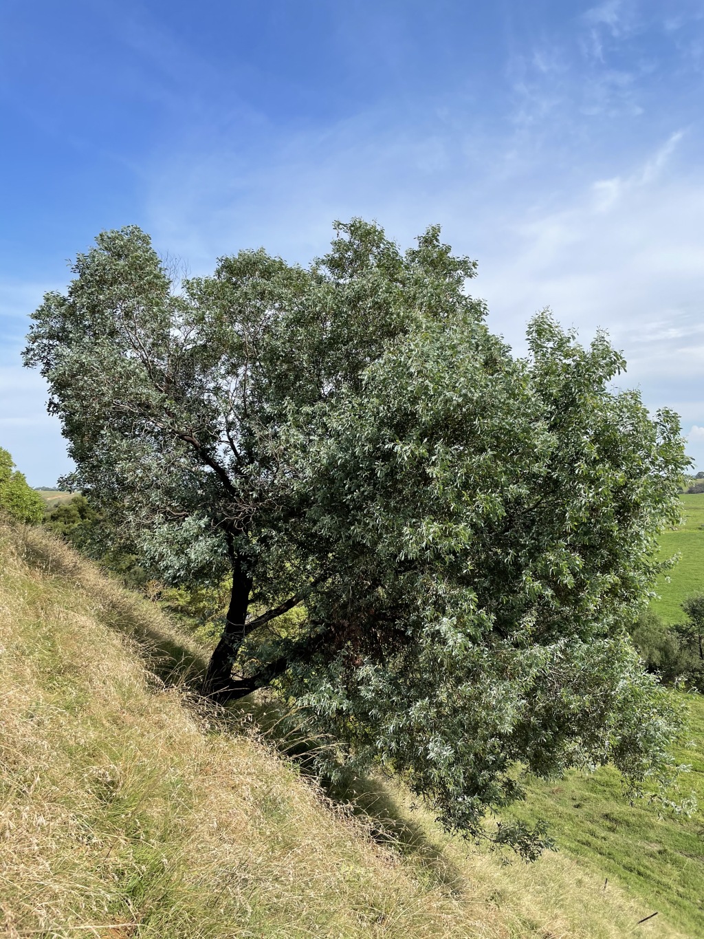 Acacia caerulescens (hero image)