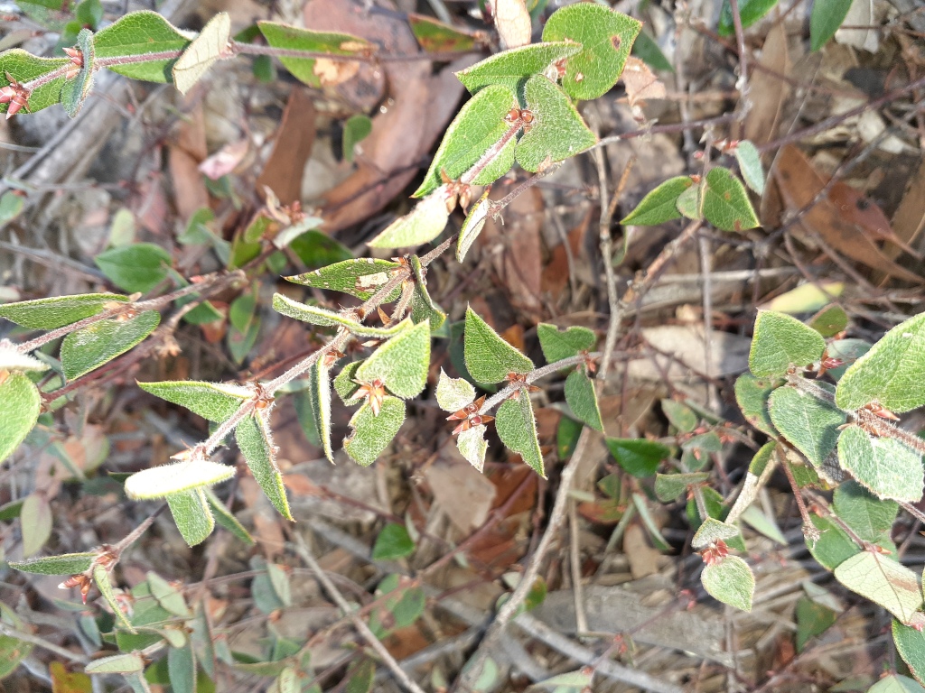 Platylobium montanum (hero image)