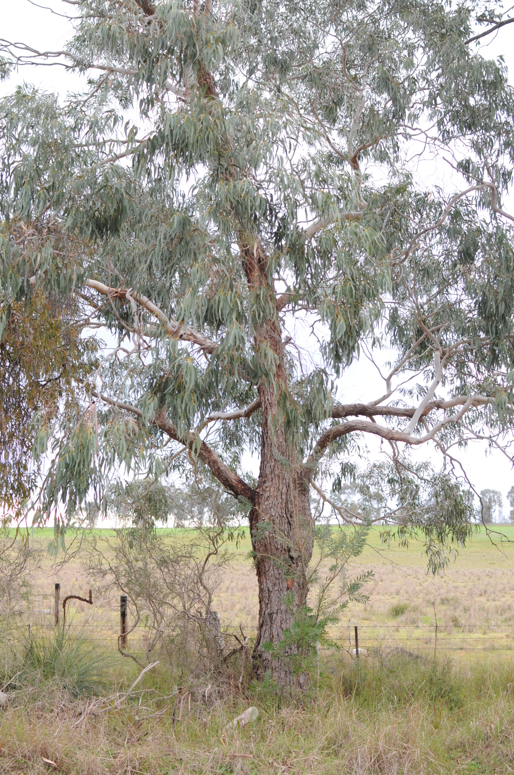 Eucalyptus sabulosa (hero image)