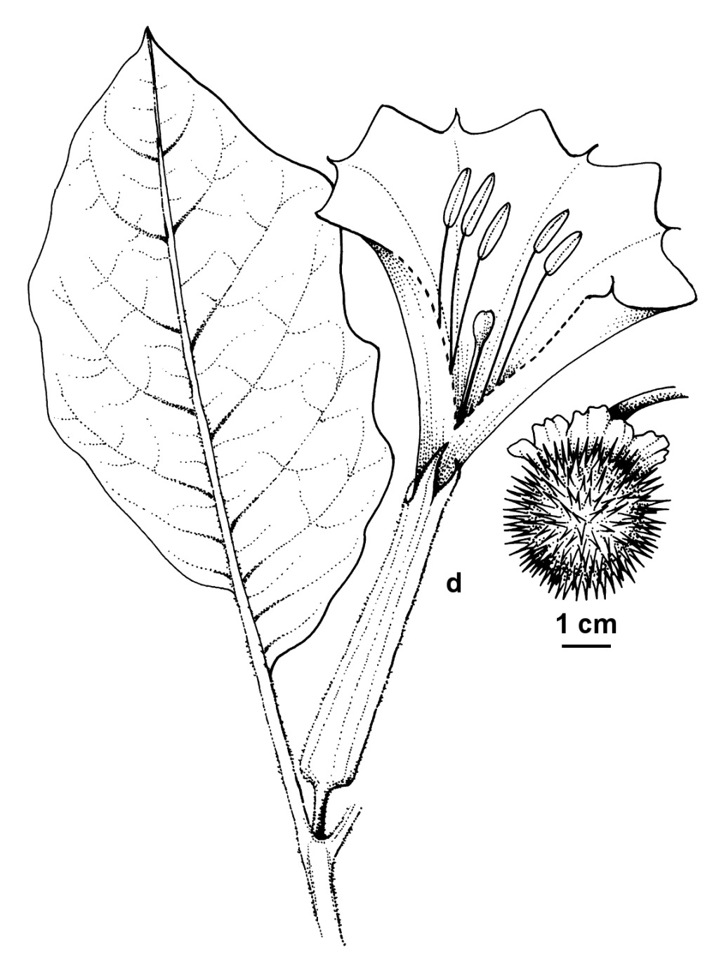 Datura wrightii (hero image)