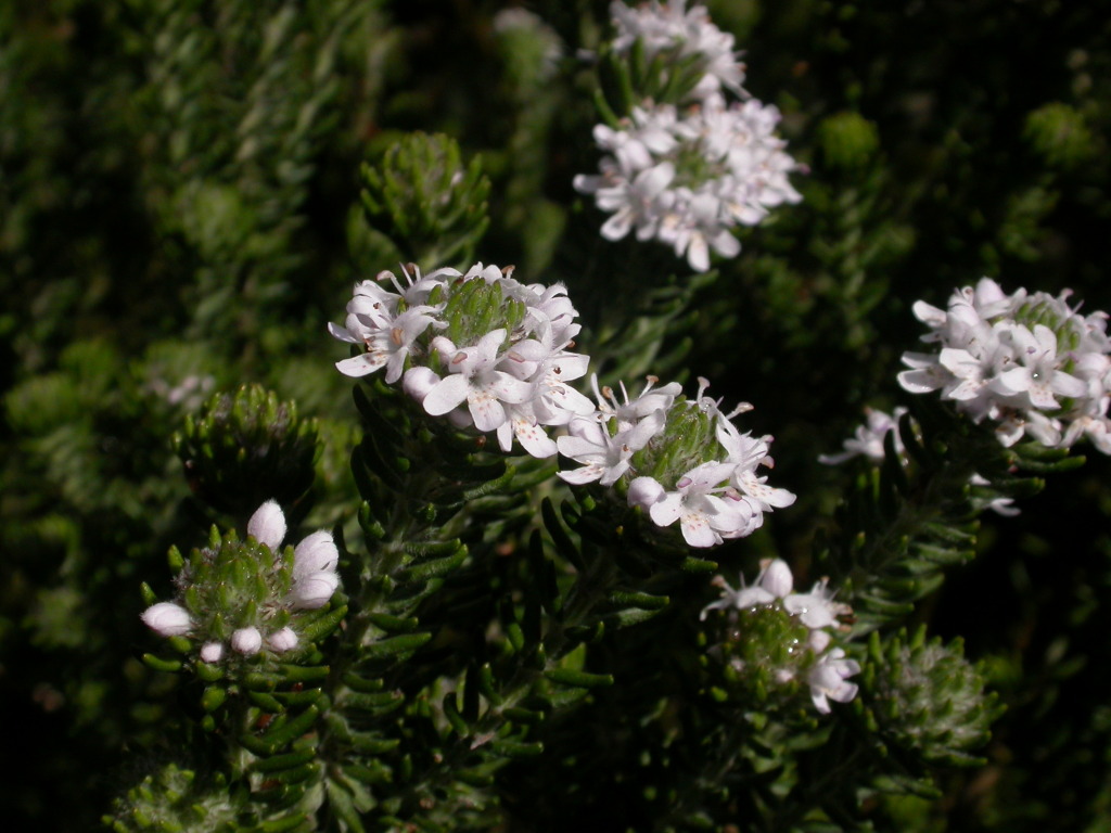 Westringia senifolia (hero image)