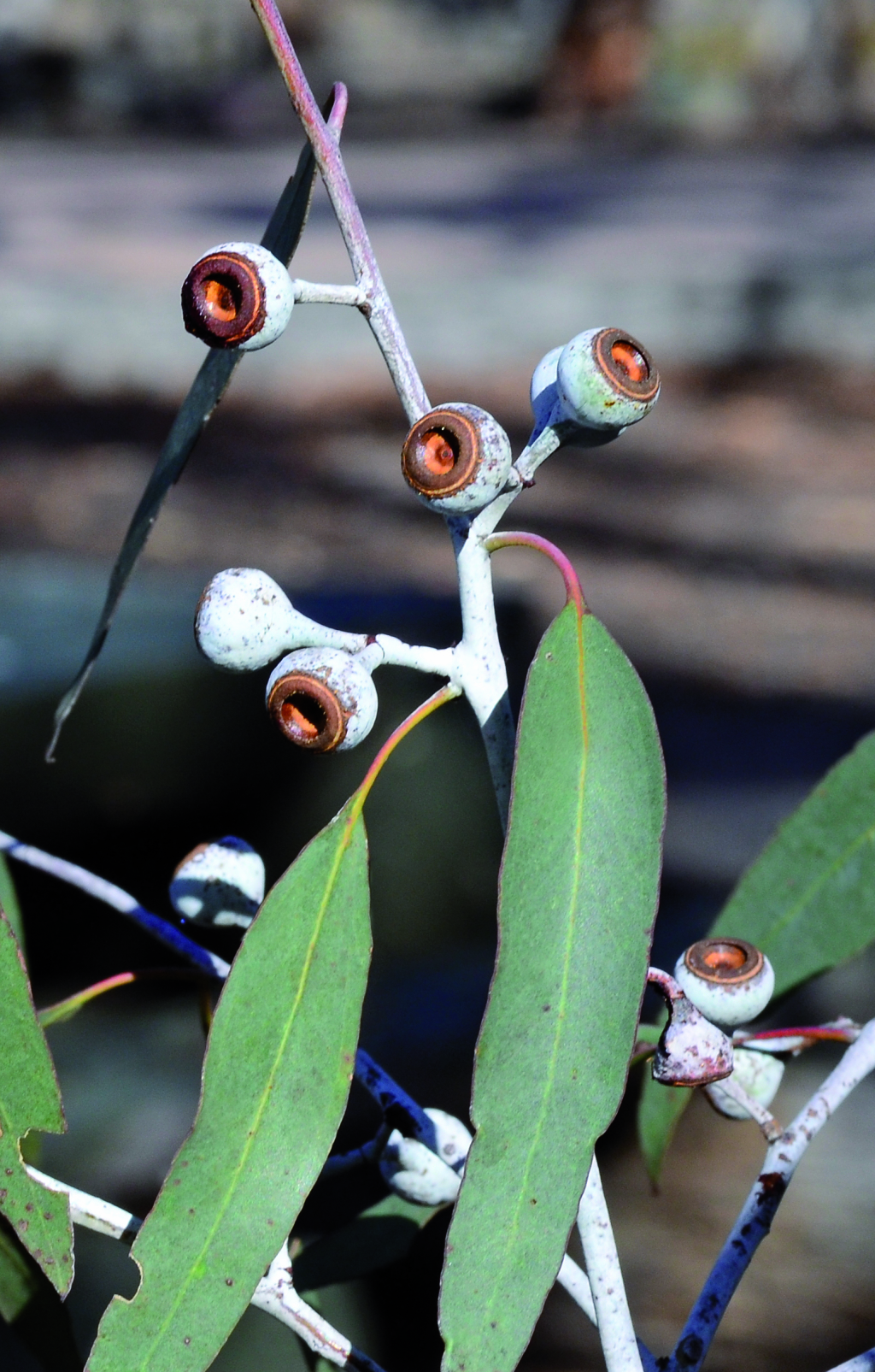 Eucalyptus leucoxylon (hero image)