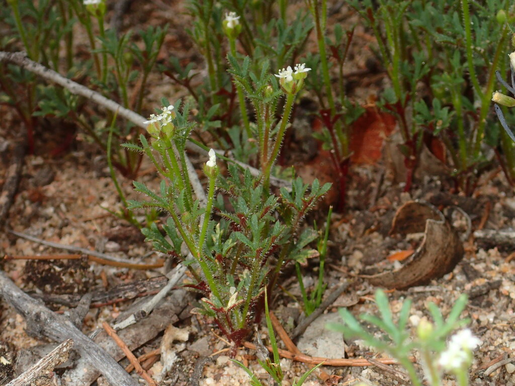 Trachymene pilosa (hero image)