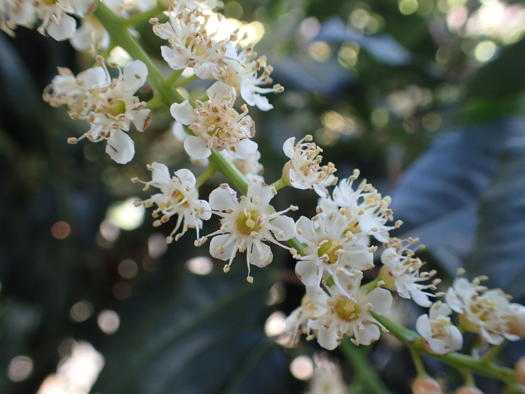 Prunus lusitanica (hero image)