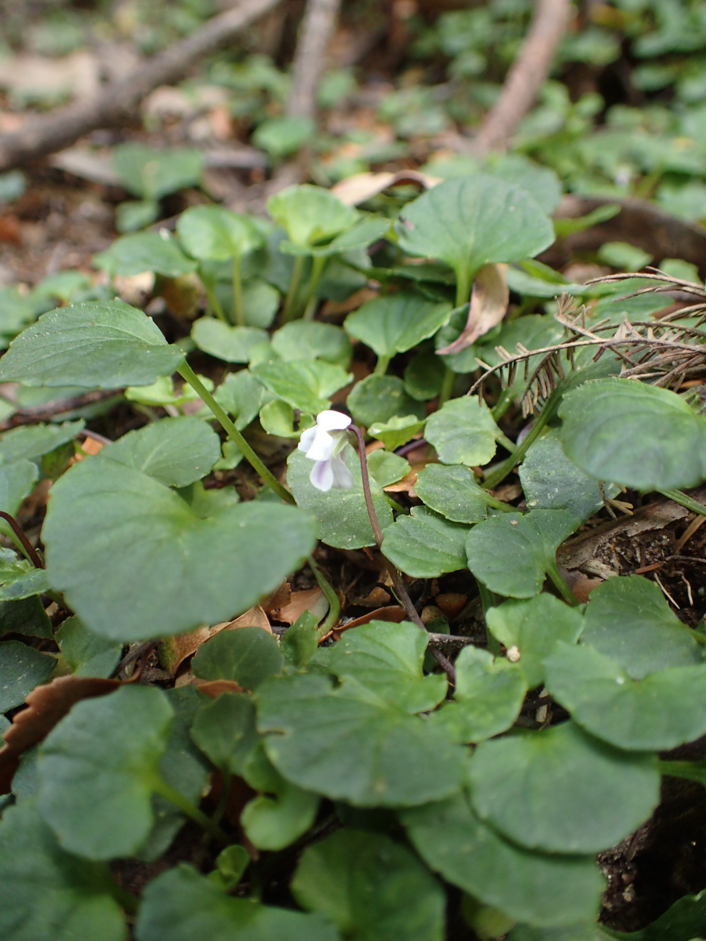 Violaceae (hero image)