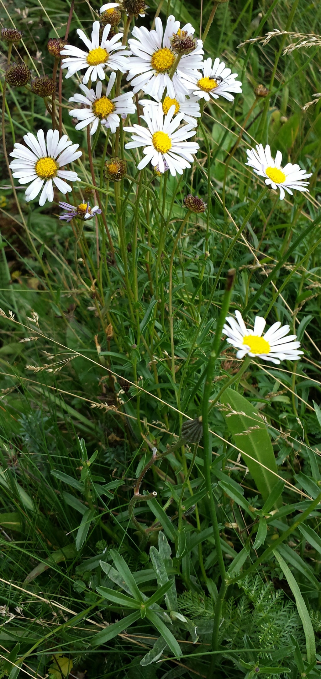 Brachyscome aculeata (hero image)