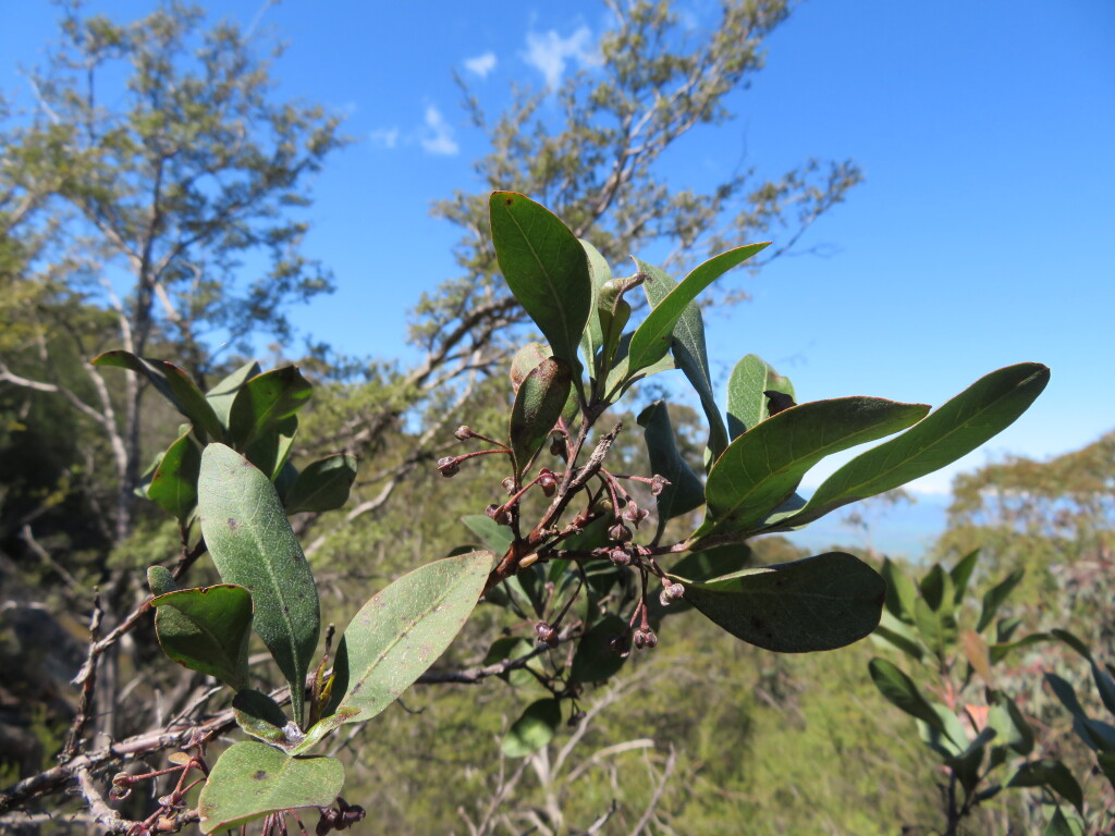 Dodonaea rhombifolia (hero image)