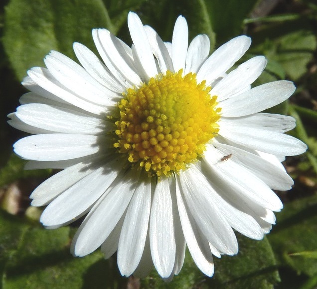 Bellis perennis (hero image)