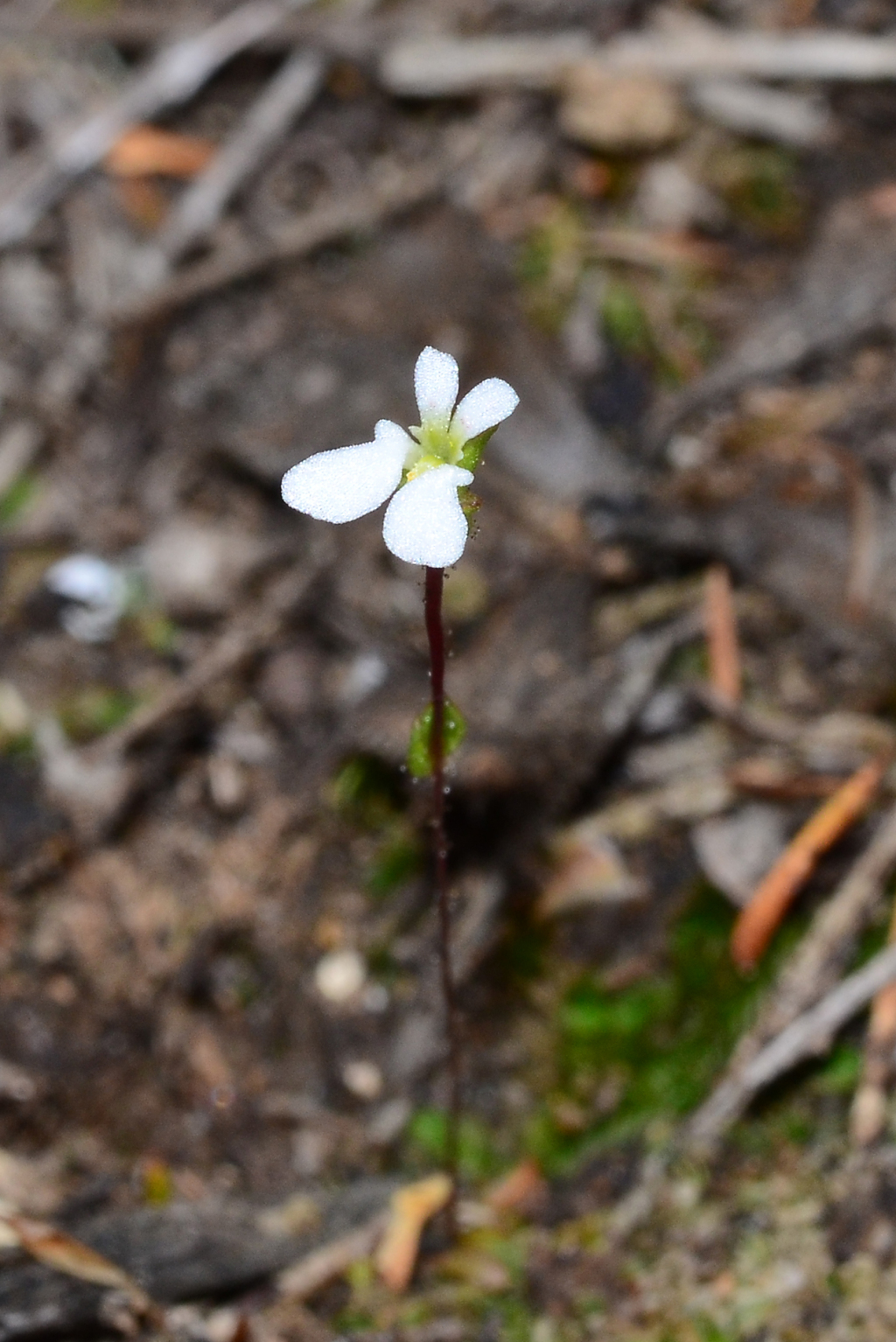 Stylidium perpusillum (hero image)