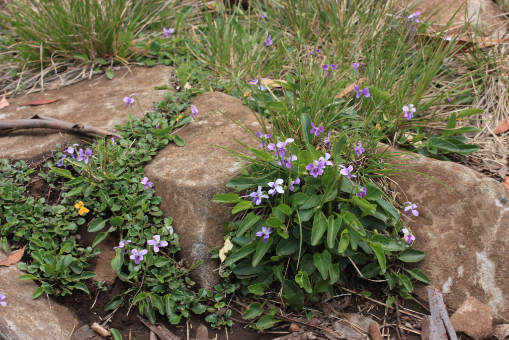 Viola betonicifolia (hero image)