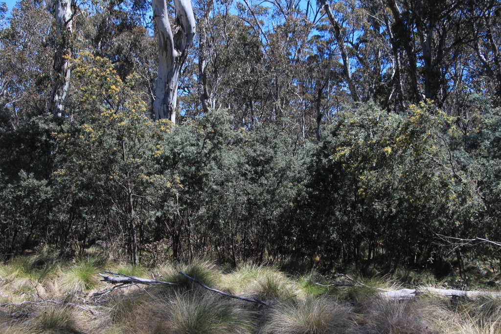 Acacia dealbata subsp. subalpina (hero image)