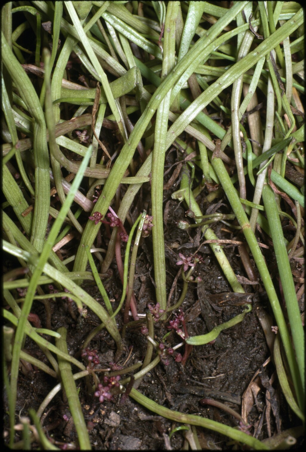 Lilaeopsis (hero image)