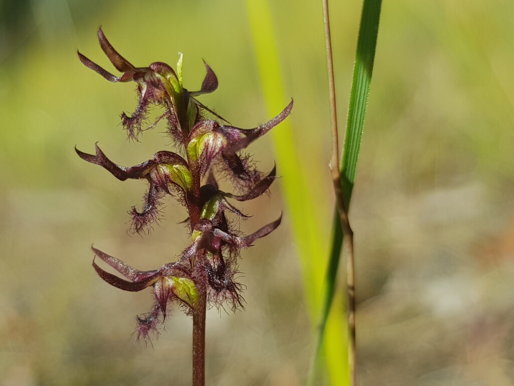 Corunastylis morrisii (hero image)