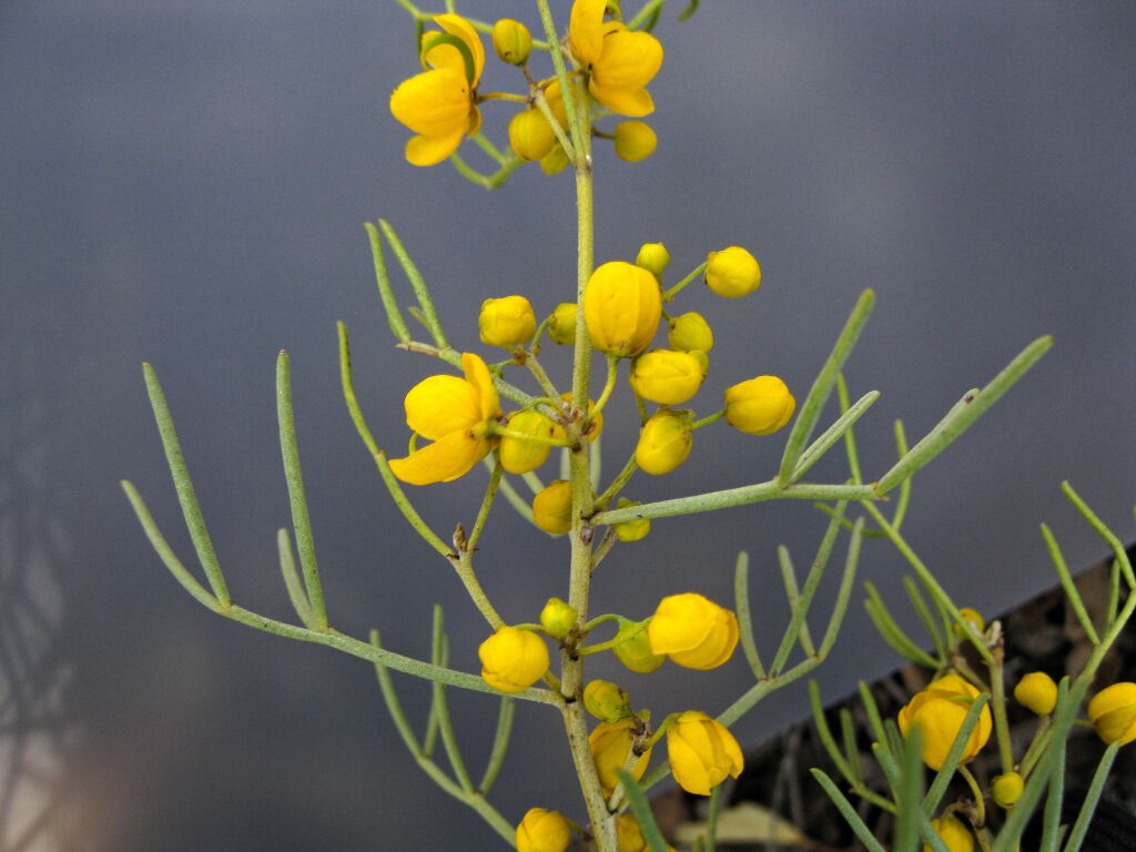 Senna artemisioides subsp. zygophylla (hero image)