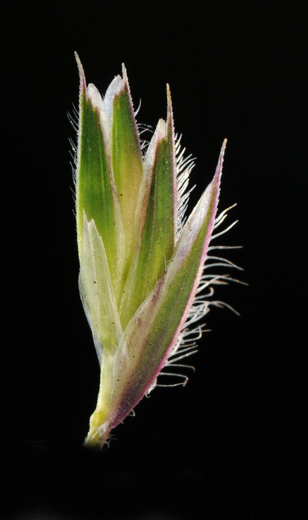 Dactylis glomerata (hero image)