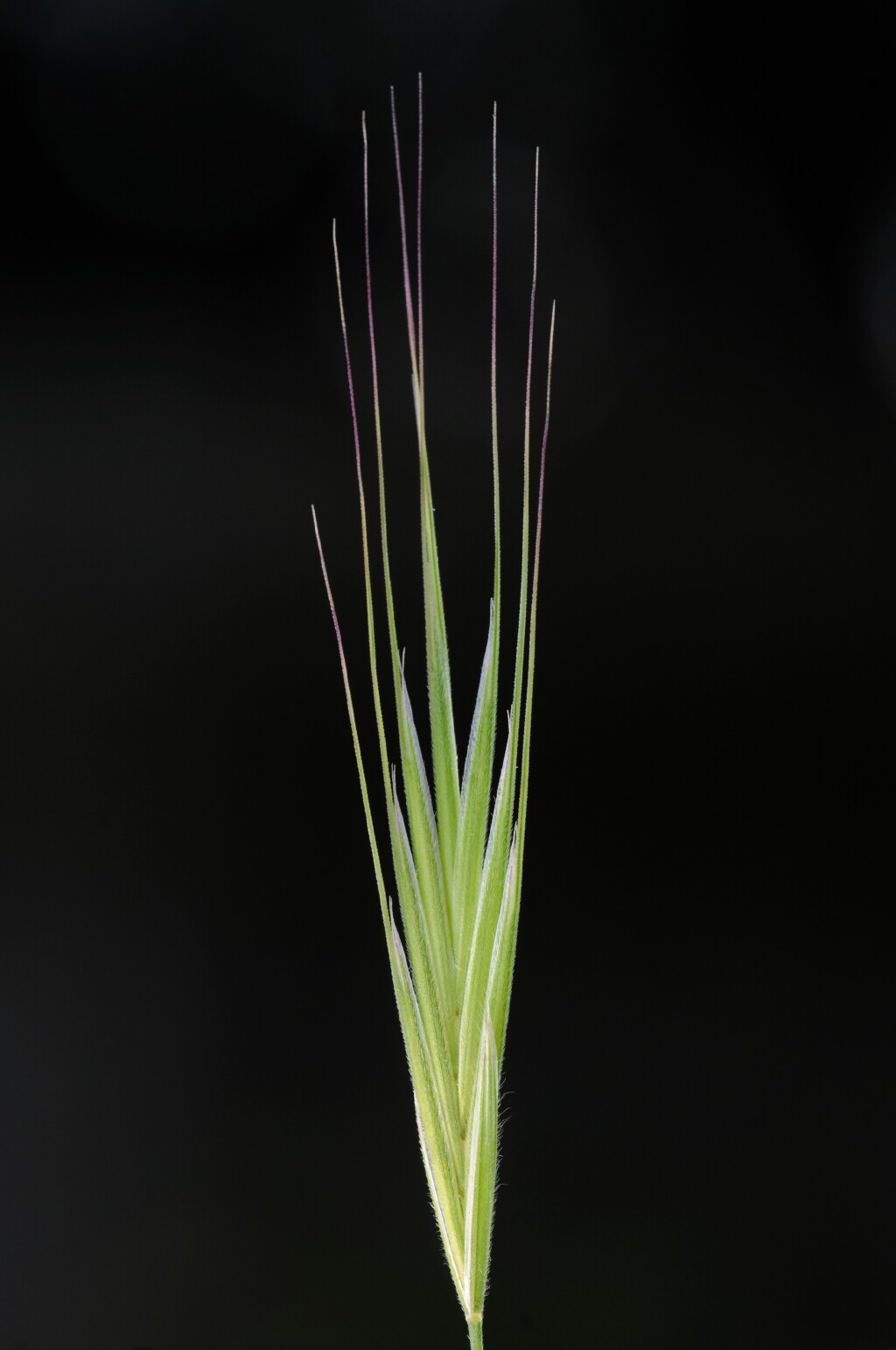 Bromus madritensis (hero image)