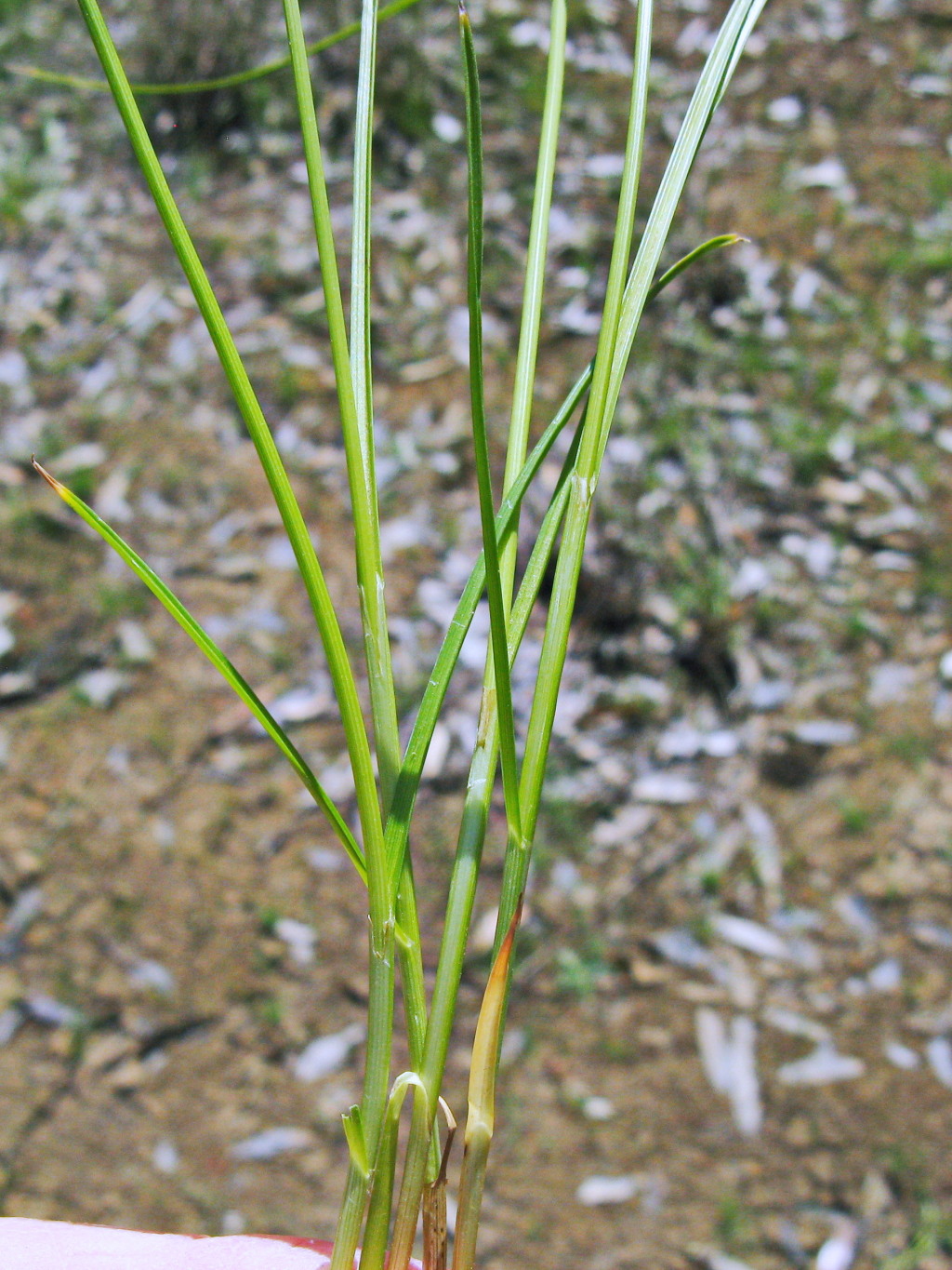 Carex inversa (hero image)