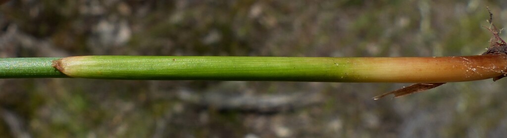 Juncus remotiflorus (hero image)