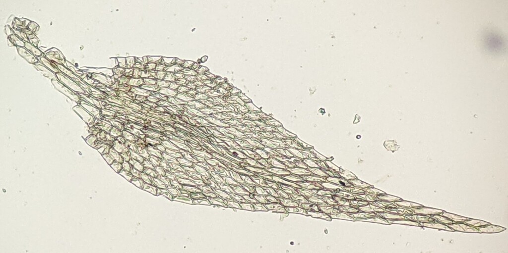 Amblystegium (hero image)