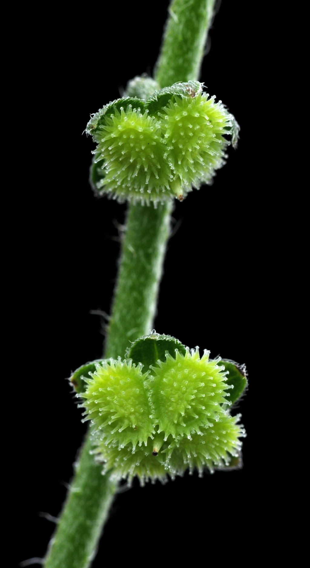 Cynoglossum (hero image)