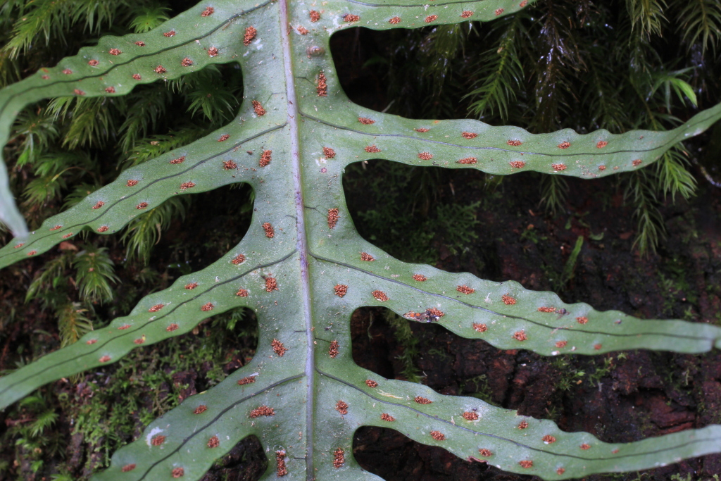 Microsorum scandens (hero image)