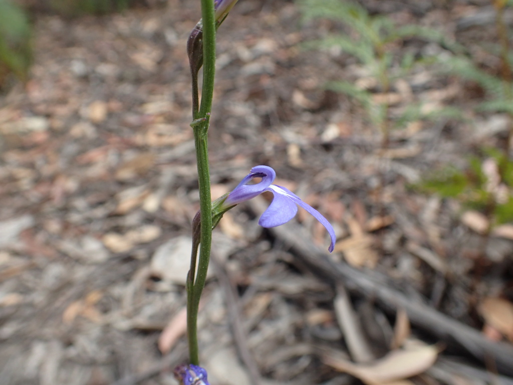 Lobelia simplicicaulis (hero image)