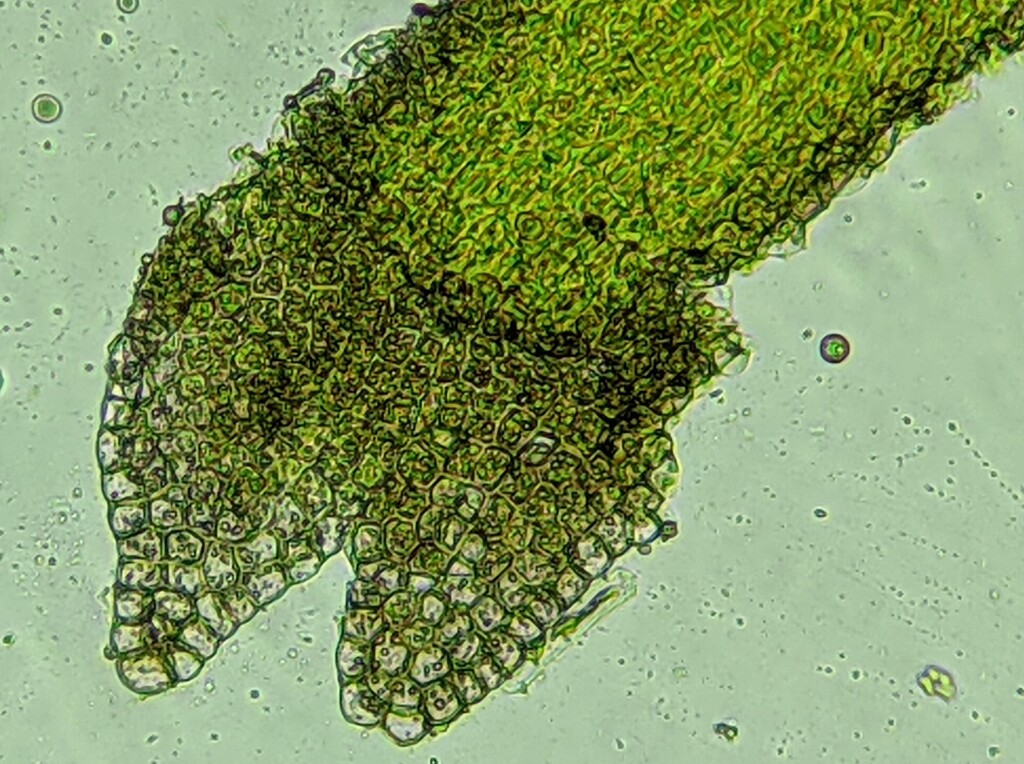 Cephalomitrion aterrimum (hero image)