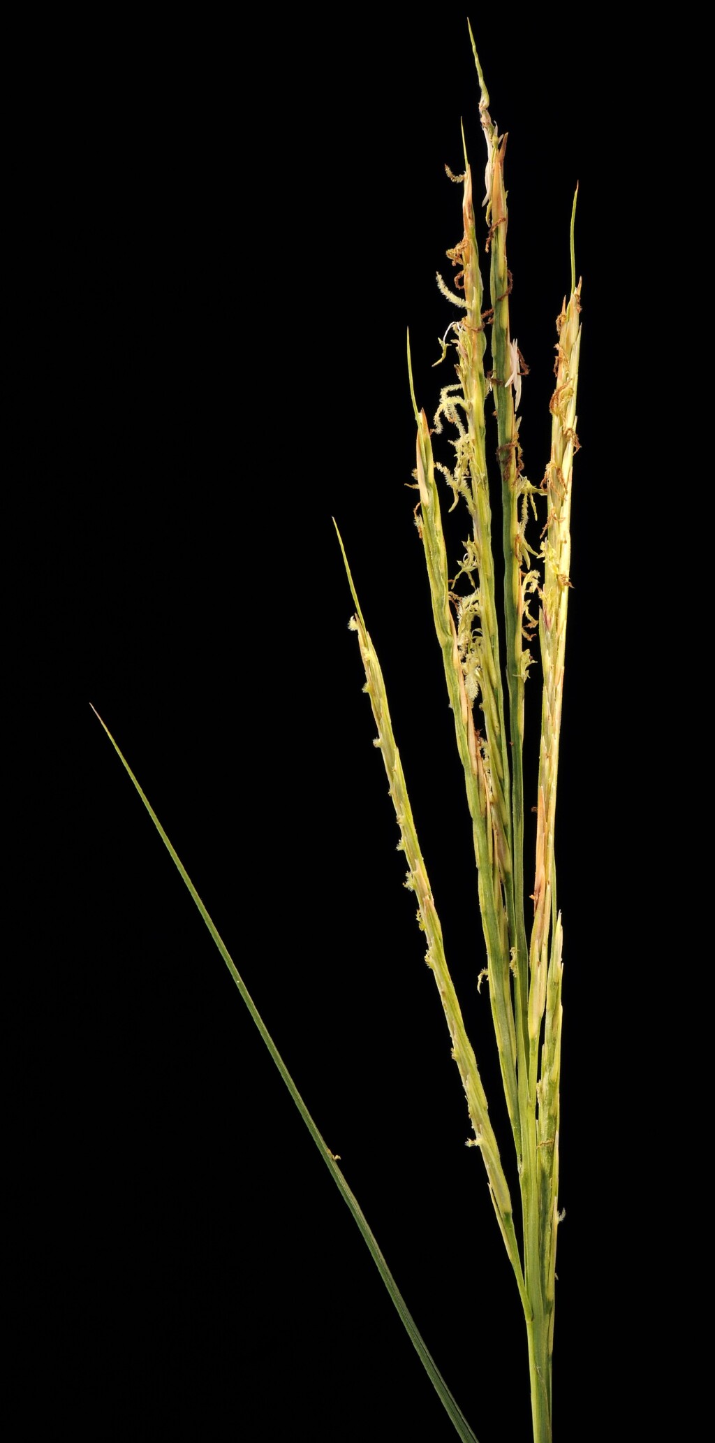 Sporobolus anglicus (hero image)