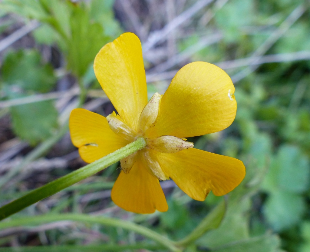 Ranunculus repens (hero image)