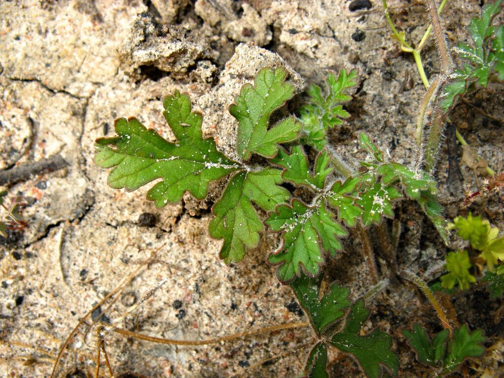 Erodium crinitum (hero image)