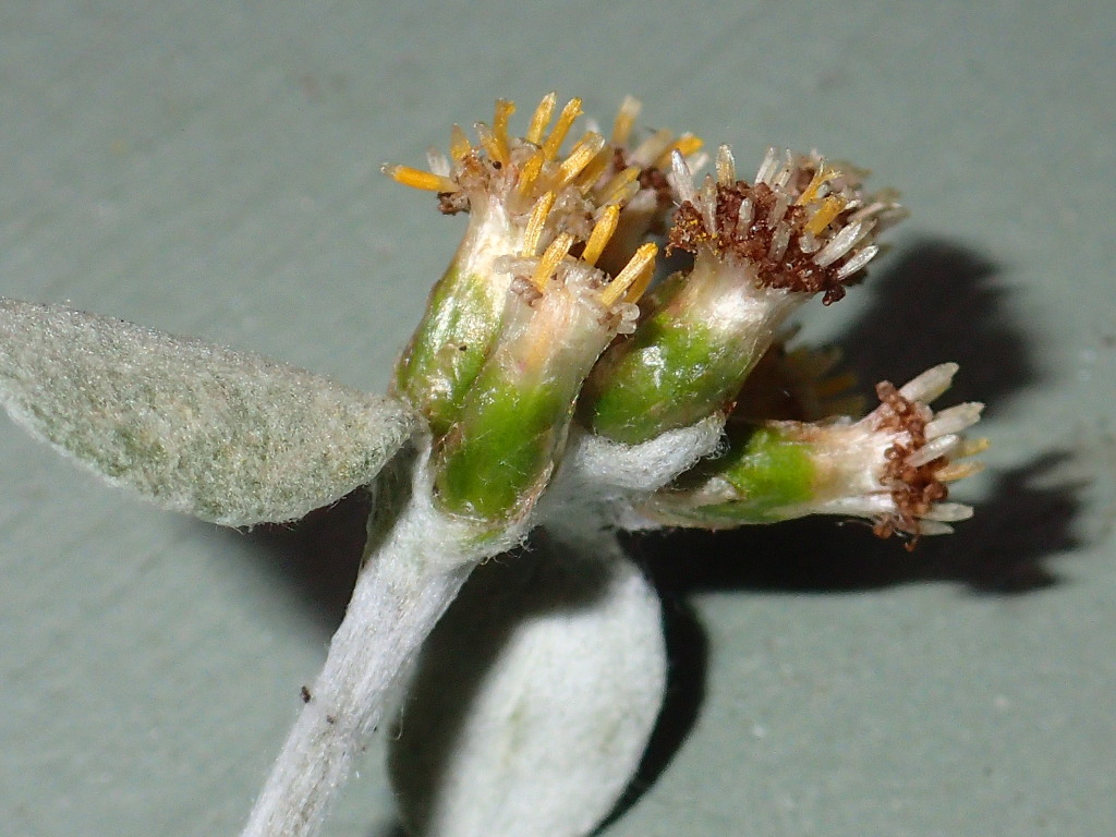Euchiton umbricola (hero image)