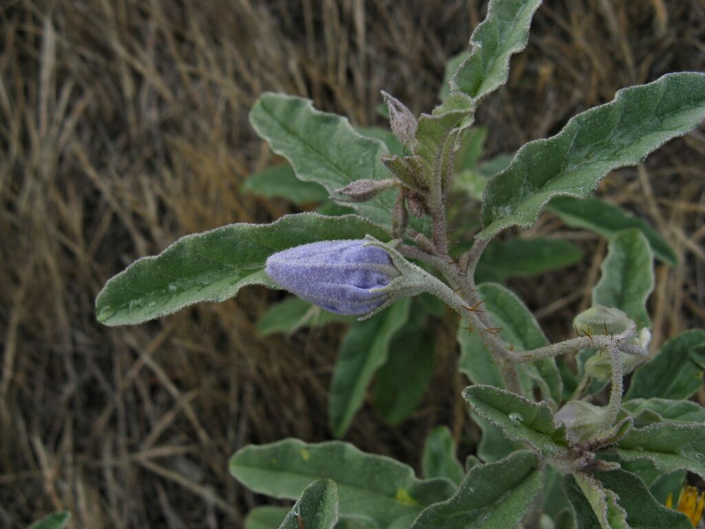 Solanum elaeagnifolium (hero image)