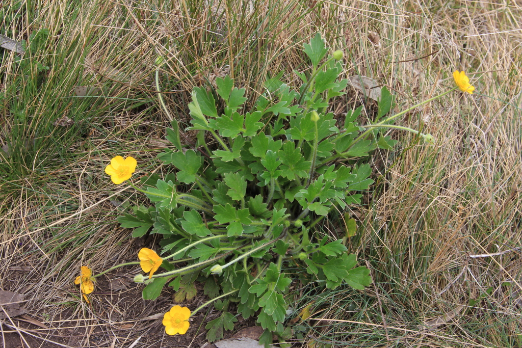 Ranunculus graniticola (hero image)