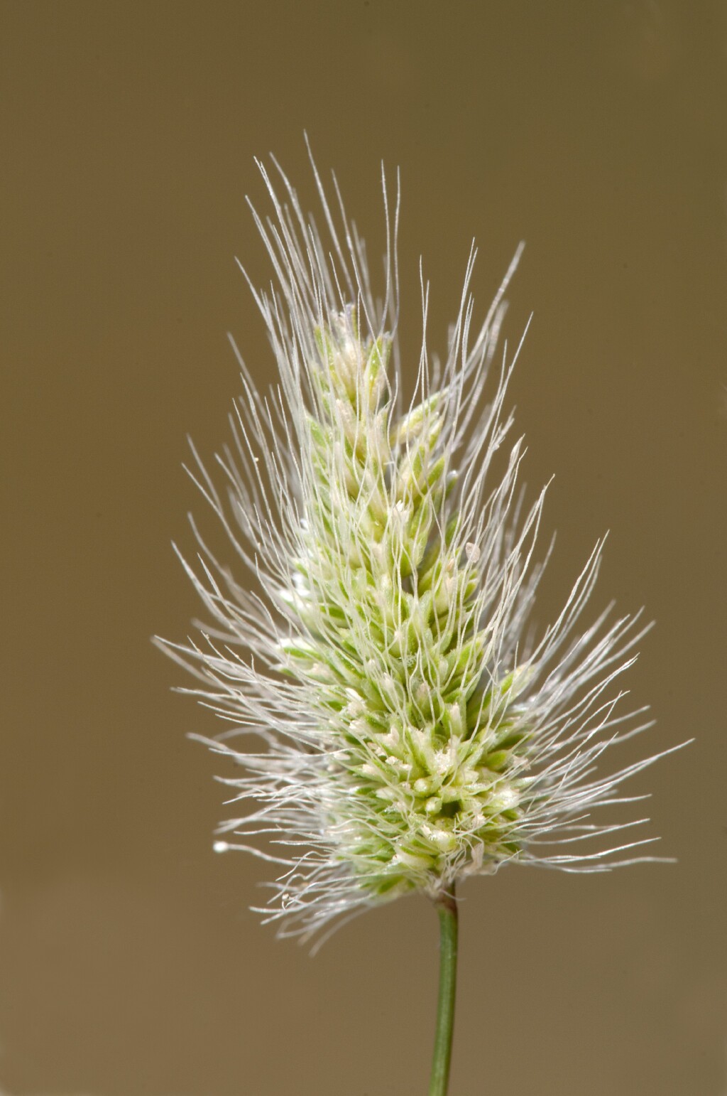 Polypogon (hero image)